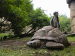 Las tortugas gigantes de Aldabra del Bioparc salen de su hibernaci&oacute;n y se unen a los lemures en el recinto de Madagascar