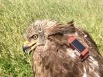 SEO/BirdLife marca un milano negro con GPS en Tordesillas (Valladolid) para conocer sus rutas migratorias