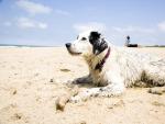 Perro en la playa.