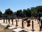 Baños de agua y barro para Susi, Yoyo y Bully, elefantas del Zoo de Barcelona