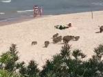 Un grupo de jabal&iacute;es en una playa de Polonia.