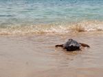 Liberan en Menorca las primeras tortugas marinas nacidas en una playa de Baleares