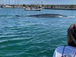 Consiguen devolver a mar abierto una ballena de 18 metros atrapada en el Real Club N&aacute;utico de Val&egrave;ncia