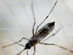 Investigadores de la UMA advierten del aumento del &aacute;rea de distribuci&oacute;n de mosquitos vectores del dengue
