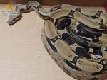 Sucesos.- Intervienen en Manises una serpiente boa por su venta ilegal a trav&eacute;s de redes sociales
