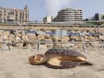 Una r&eacute;plica de una tortuga boba situada delante del lugar donde est&aacute;n los huevos, en la playa del Miracle de Tarragona.