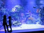 Descubre todas las novedades en el Atlantis Aquarium de Madrid.
