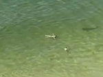 Dos bañistas nadan en la playa ajenas a que un tiburón está nadando cerca de ellas
