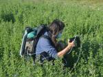 Investigadores del CSIC trabajan en el desarrollo de agricultura de precisi&oacute;n en cultivos de alfalfa en Navarra