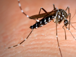 El mosquito tigre es una especie invasora en Espa&ntilde;a que puede ser portadora de enfermedades.