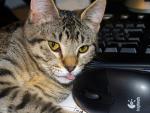 Imagen de archivo de un gato frente a un teclado de ordenador