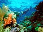 La Gran Barrera de Coral australiana. El ministro de Medio Ambiente de Australia, Greg Hunt, ha presentado un nuevo proyecto de ley por el que se prohibir&aacute; completamente el vertido de residuos de dragado en la Gran Barrera de Coral, ha informado este lunes la cadena de televisi&oacute;n australiana ABC. POLITICA EUROPA AUSTRIA INTERNACIONAL REUTERS
