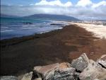 El alcalde de Tarifa pide "ayudas" contra el alga asiática porque "es un problema ambiental de primer orden"