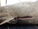 Con este pez de 194 kilos se ha inaugurado la temporada en el restaurante 'El Se&ntilde;or Mart&iacute;n'.