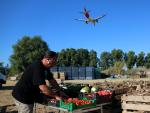 Un agricultor del Prat de Llobregat trabajado con hortalizas locales mientras un avi&oacute;n sobrevuela el campo.