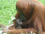 La orangutana reci&eacute;n nacida en Santillana del Mar.