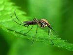 Salud recomienda evitar ac&uacute;mulos de agua para impedir focos de cr&iacute;a del mosquito tigre