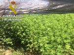 Detenidas tres personas por el cultivo de 510 plantas de marihuana en Oropesa (Toledo)