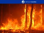 El Gobierno canario declara la alerta por riesgo de incendios en El Hierro, La Gomera, La Palma, Tenerife y Gran Canaria