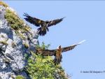 Cinco nuevos quebrantahuesos vuelan libres en el Parque Nacional de los Picos de Europa