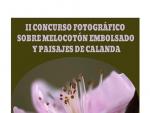 El II Concurso sobre Melocotón Embolsado y Paisajes de Calanda tiene abierto el plazo hasta el 22 de agosto