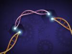 Una nueva tecnolog&iacute;a basada en CRISPR podr&iacute;a revolucionar el diagn&oacute;stico m&eacute;dico basado en anticuerpos