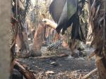 El incendio de La Palma deja al menos seis explotaciones agrícolas quemadas, según Asaga Canarias