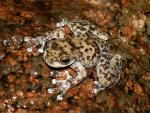 La rana Litoria lorica ha sido diezmada por la enfermedad del hongo qu&iacute;trido
