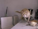 El gato de Sof&iacute;a Suescun, en 'Ven a cenar conmigo'.