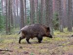 Big wild boar walking in a green forest