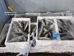 Guardia Civil interviene m&aacute;s de 100 kilos de pescado capturado de forma ilegal en la lonja de Alcantarilla