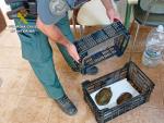 La Guardia Civil denuncia a una persona por capturar dos gal&aacute;pagos de una especie protegida