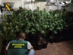 Desmantelado un laboratorio de marihuana con 860 plantas en La Adrada (&Aacute;vila) y detenido su propietario