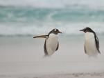 Dos pingüinos papúa intercambian impresiones después de salir de las olas. (Foto: Carol Taylor/Comedy Wildlife Photography Awards 2021)