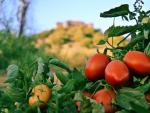 Agroseguro abona 6,3 millones en indemnizaciones a productores de tomate en Extremadura por da&ntilde;os de la &uacute;ltima cosecha