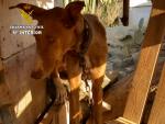 El Seprona detiene a tres hombres en Gran Canaria por maltrato animal al tener 17 perros en malas condiciones