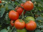 La primera cosecha de tomate de Los Palacios crece 260.000 kilos hasta un total de 11,8 millones de kilos