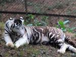 Imagen de un tigre pseudomelan&iacute;stico.