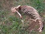 Localizado un esqueleto de un oso pardo adulto en la localidad leonesa de Fasgar