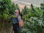 Sucesos.- Incautadas 9.700 plantas de cannabis sativa en un invernadero de Sorvil&aacute;n