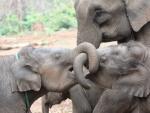Varias cr&iacute;as elefantes juegan bajo la supervisi&oacute;n de un elefante m&aacute;s mayor.