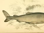 Boceto de la especie de tibur&oacute;n m&aacute;s antigua del mundo, el tibur&oacute;n de Groenlandia.