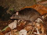 La rata negra perjudica a 43 plantas canarias y podr&iacute;a dispersar las semillas de la zarzamora, seg&uacute;n un estudio