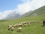 El Parque de Cabárceno incorpora a su oferta demostraciones de pastoreo