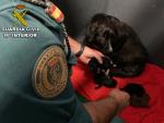 Rescatan a seis cachorros abandonados en un contenedor en Sanxenxo (Pontevedra) e investigan a su due&ntilde;o