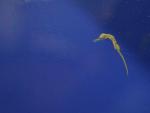 El Oceanogràfic logra reproducir por primera vez al caballito de mar de hocico largo