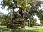 El Parque del Alamillo acoge desde este mi&eacute;rcoles la Gran Semana del Caballo Anglo-&Aacute;rabe