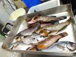 El Govern denuncia a un restaurante de Palma por tener pescado arponado