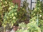 Dos detenidos por cultivar 60 plantas de gran tama&ntilde;o de 'cannabis sativa' en un inmueble de Hell&iacute;n