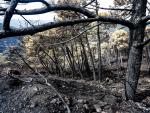 Incendios.- Unidas Podemos pregunta a Europa si ha pedido una evaluaci&oacute;n de causas del fuego en Sierra Bermeja